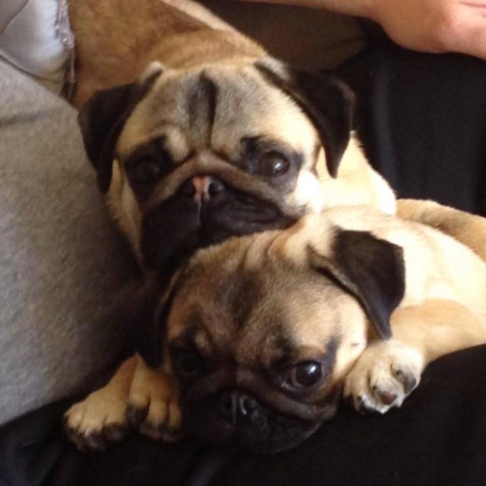 Meet your Posher, Shannon